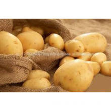 vietnam fresh potato high quality 2017 new crop